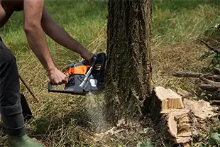 Tree Cutting