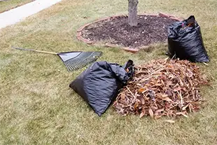 Yard Cleanup